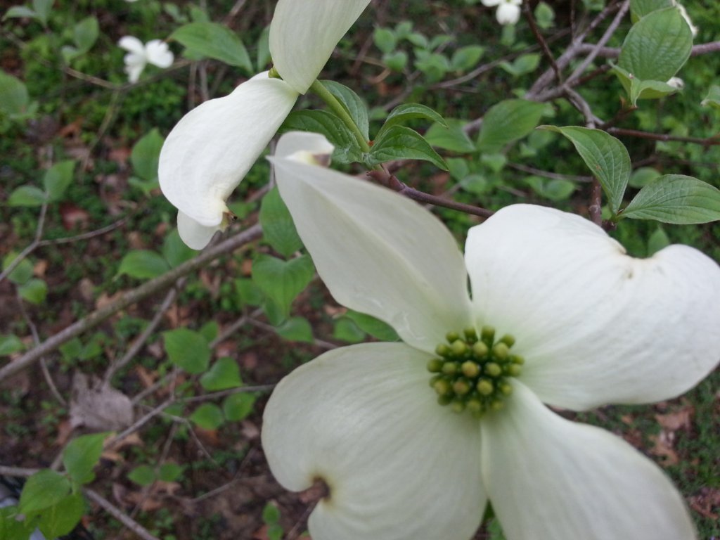 Dogwood bloom