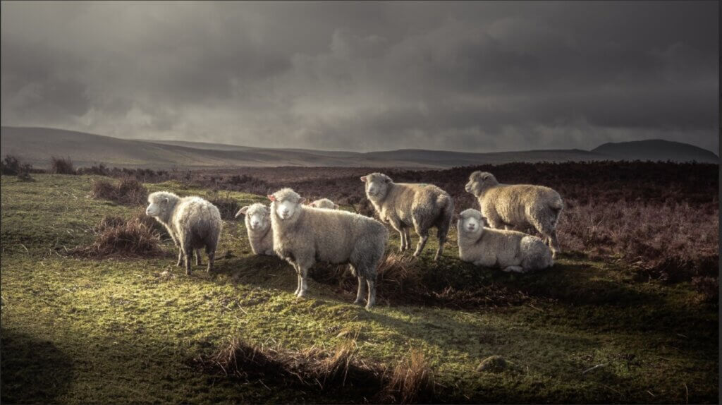 Are you a sheep in Jesus's flock